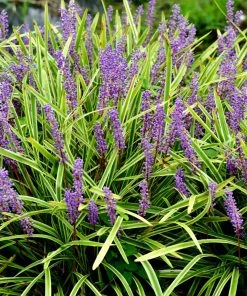 Brighter Blooms Variegated Liriope Plant Ornamental Grasses
