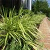 Brighter Blooms Variegated Liriope Plant Ornamental Grasses