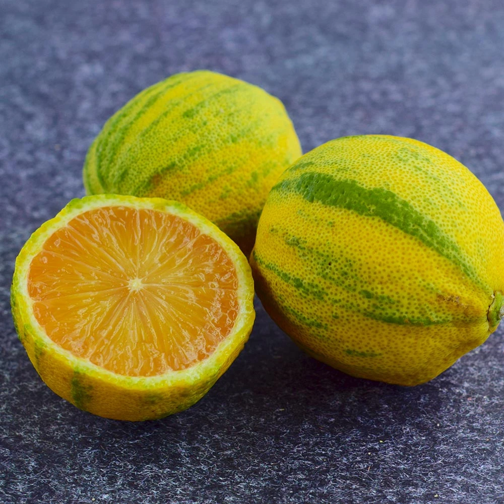 Brighter Blooms Pink Variegated Eureka Lemon Bush Citrus Trees 4 Brighter Blooms Pink Variegated Eureka Lemon Bush Citrus Trees