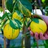 Brighter Blooms Pink Variegated Eureka Lemon Bush Citrus Trees