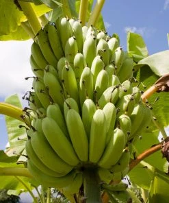 Brighter Blooms Veranda Banana Tree Fruit Trees