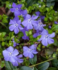 Brighter Blooms Periwinkle Plant Perennials
