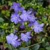 Brighter Blooms Periwinkle Plant Perennials