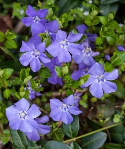 Brighter Blooms Periwinkle Plant Perennials