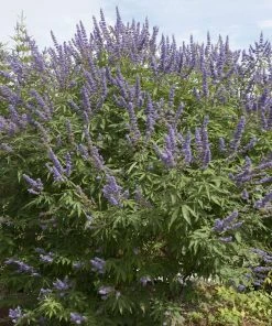 Brighter Blooms Vitex Chaste Tree Flowering Trees