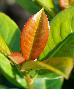 Brighter Blooms Shrubs & Hedges Volcano Cherry Laurel