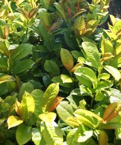 Brighter Blooms Shrubs & Hedges Volcano Cherry Laurel