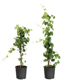 Brighter Blooms Grape Vines Wine Lover's Kit