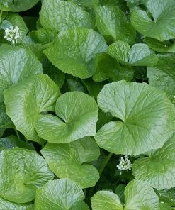 Brighter Blooms Wasabi Plant Fruit Trees