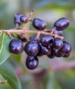 Brighter Blooms Waxleaf Privet Hedge Arborvitae Trees