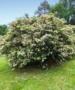 Brighter Blooms Waxleaf Privet Hedge Arborvitae Trees