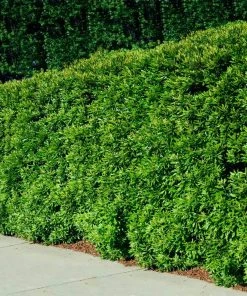 Brighter Blooms Arborvitae Trees Wax Myrtle Shrub