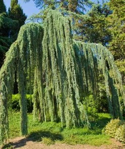 Brighter Blooms Weeping Blue Atlas Cedar Tree Evergreen & Privacy