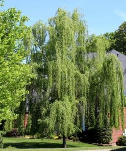Brighter Blooms Weeping Willow Tree Shade Trees