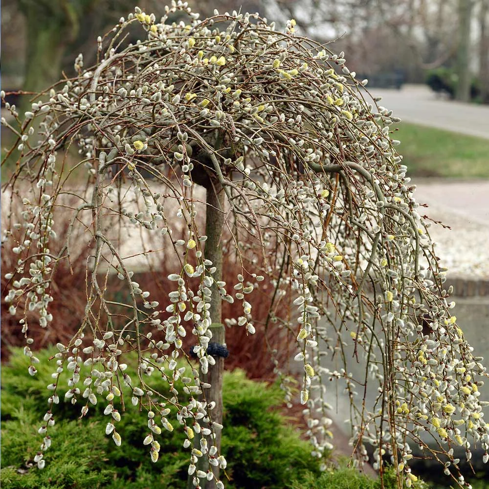 Brighter Blooms Arborvitae Trees Weeping Pussy Willow 2 Brighter Blooms Arborvitae Trees Weeping Pussy Willow