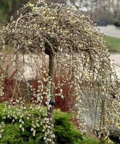 Brighter Blooms Arborvitae Trees Weeping Pussy Willow