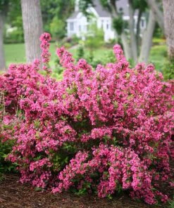 Brighter Blooms Sonic Bloom® Weigela Shrub Shrubs & Hedges