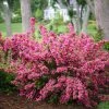Brighter Blooms Sonic Bloom® Weigela Shrub Shrubs & Hedges