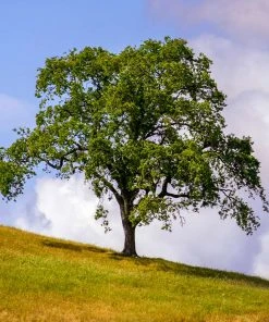 Brighter Blooms West Coast Live Oak Tree Evergreen & Privacy