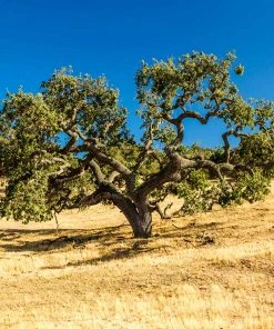 Brighter Blooms West Coast Live Oak Tree Evergreen & Privacy