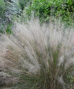 Brighter Blooms Ornamental Grasses White Cloud Muhly Grass