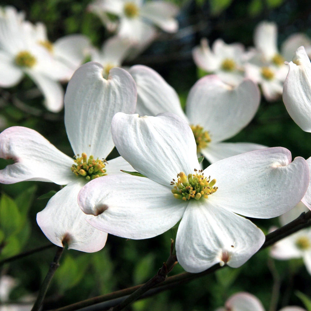 Brighter Blooms White Dogwood Tree Flowering Trees 3 Brighter Blooms White Dogwood Tree Flowering Trees