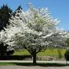 Brighter Blooms White Dogwood Tree Flowering Trees