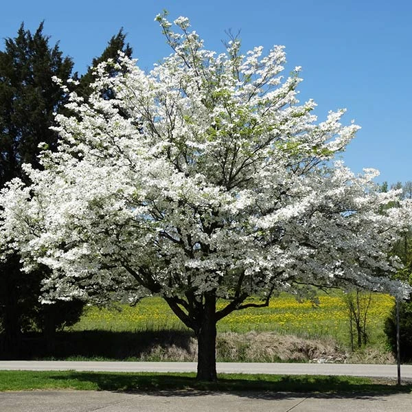 Brighter Blooms White Dogwood Tree Flowering Trees 1 Brighter Blooms White Dogwood Tree Flowering Trees