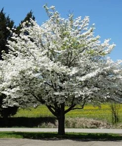 Brighter Blooms White Dogwood Tree
