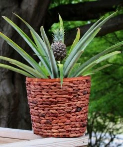 Brighter Blooms Fruit Trees White Jade Pineapple Plant