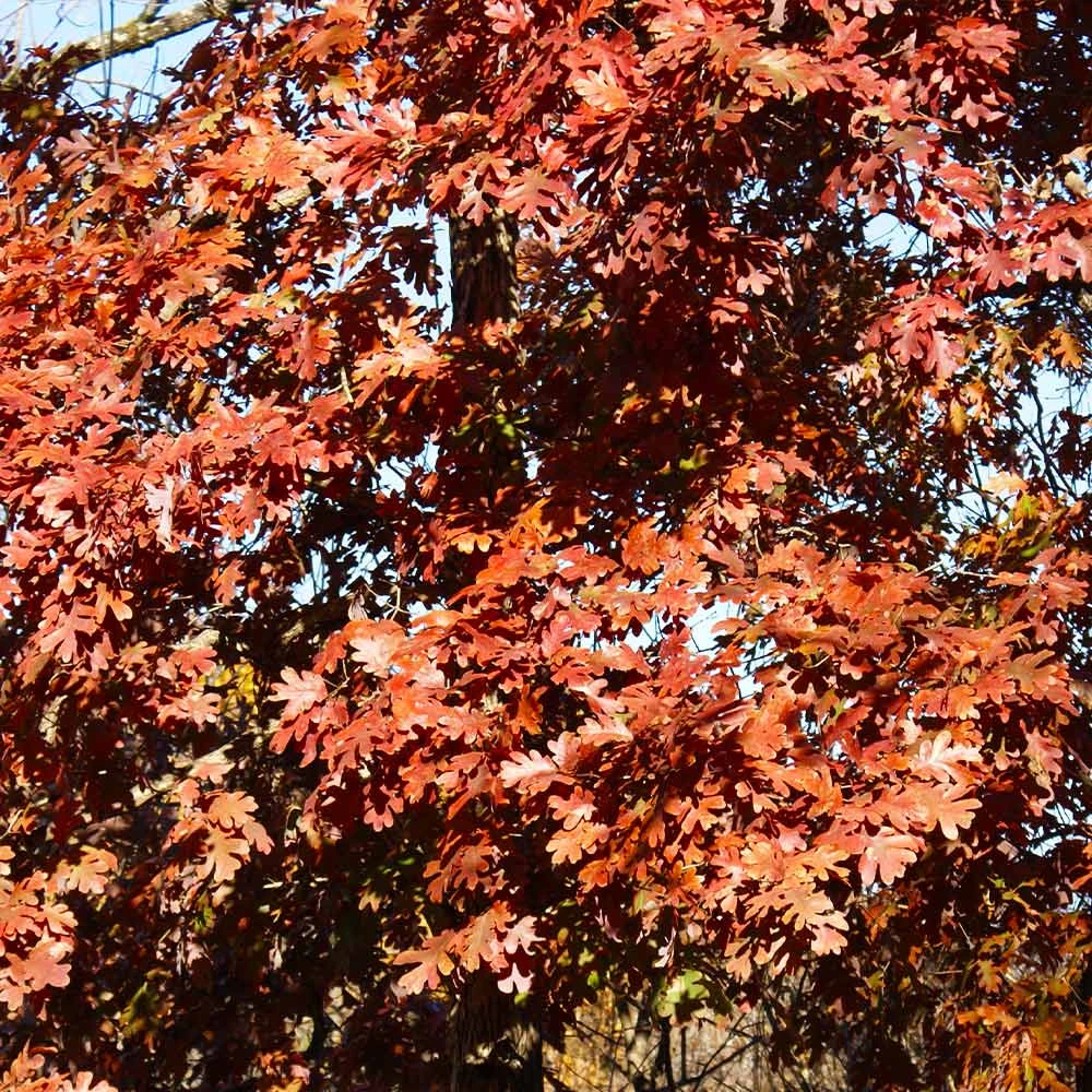 Brighter Blooms Shade Trees White Oak Tree 6 Brighter Blooms Shade Trees White Oak Tree