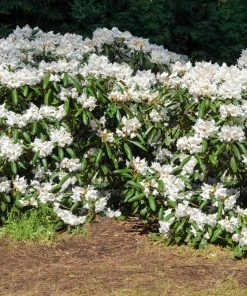 Brighter Blooms White Rhododendron Shrub