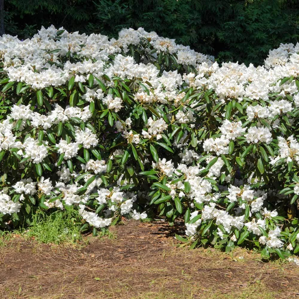 Brighter Blooms White Rhododendron Shrub 2 Brighter Blooms White Rhododendron Shrub