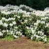 Brighter Blooms White Rhododendron Shrub