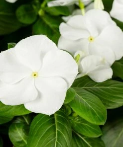 No Warranty New Annuals White Vinca