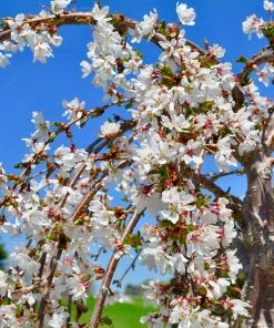 Brighter Blooms Flowering Trees White Weeping Cherry Tree