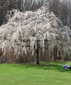 Brighter Blooms Flowering Trees White Weeping Cherry Tree