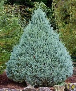 Brighter Blooms Wichita Blue Juniper Tree