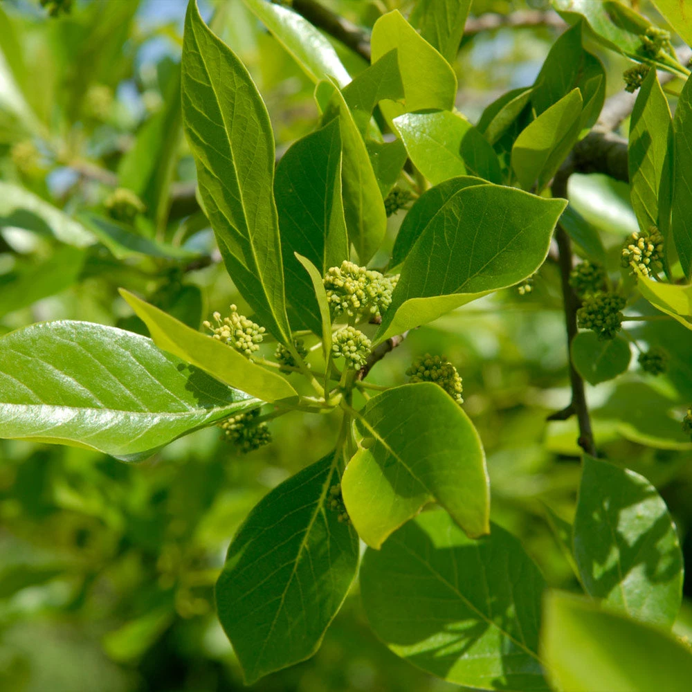 Brighter Blooms Wildfire Black Gum Tree Shade Trees 3 Brighter Blooms Wildfire Black Gum Tree Shade Trees