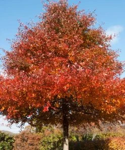 Brighter Blooms Wildfire Black Gum Tree Shade Trees