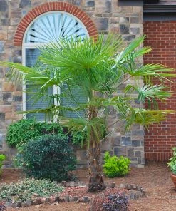 Brighter Blooms New Trees Windmill Palm Tree