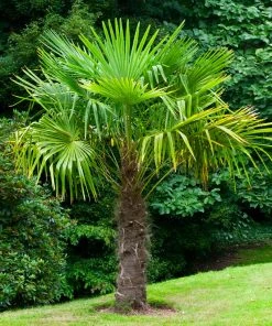 Brighter Blooms New Trees Windmill Palm Tree