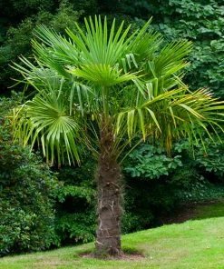 Brighter Blooms New Trees Windmill Palm Tree