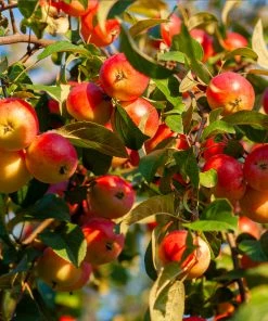 Brighter Blooms Fruit Trees Winesap Apple Tree