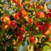 Brighter Blooms Fruit Trees Winesap Apple Tree