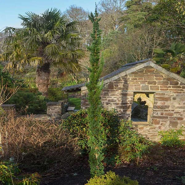 Brighter Blooms Evergreen & Privacy Wissel's Saguaro Cypress Tree 1 Brighter Blooms Evergreen & Privacy Wissel's Saguaro Cypress Tree