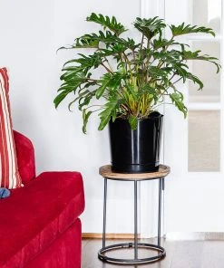 Brighter Blooms Xanadu Philodendron (Winterbourn) Plant 10 Brighter Blooms Xanadu Philodendron (Winterbourn) Plant