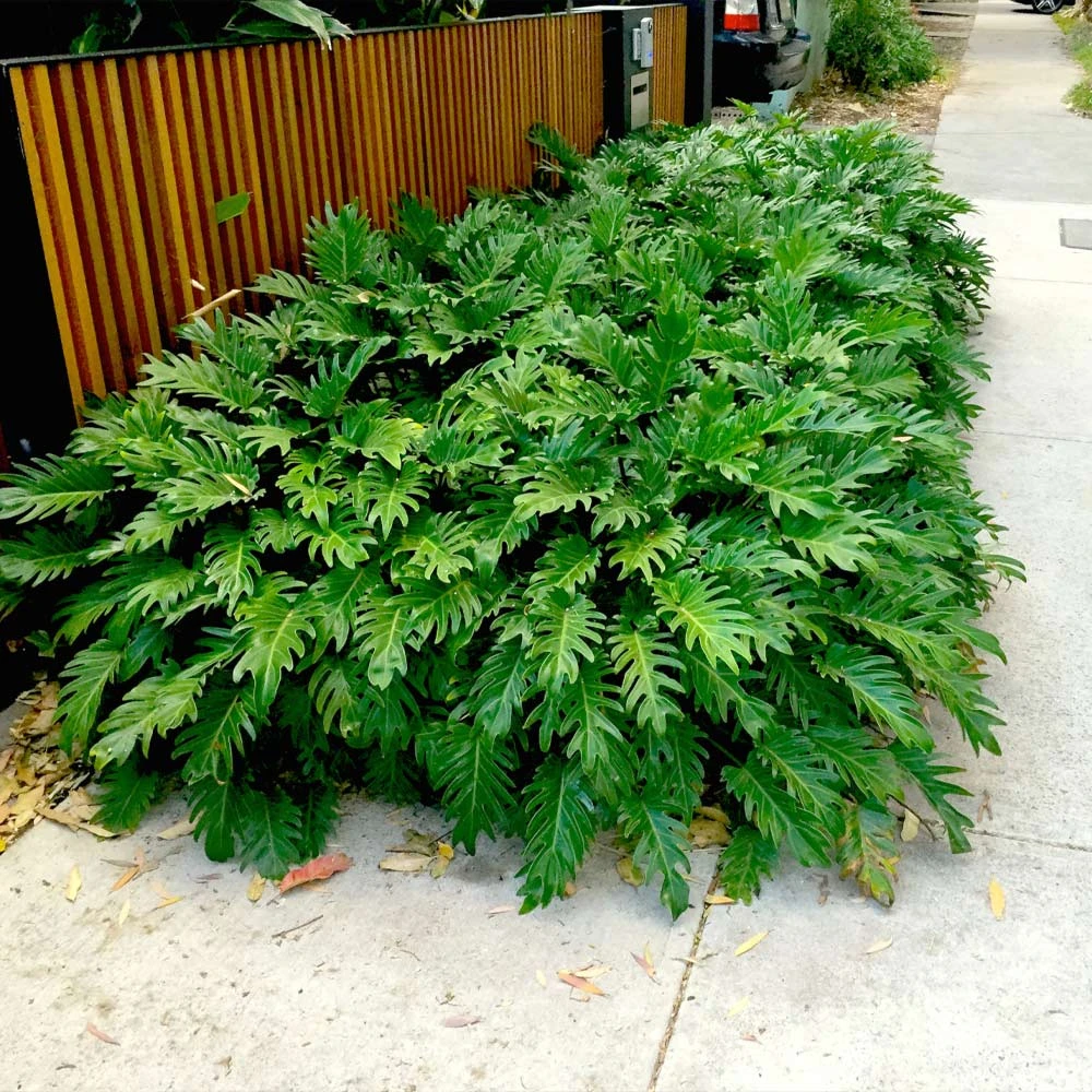 Brighter Blooms Xanadu Philodendron (Winterbourn) Plant 2 Brighter Blooms Xanadu Philodendron (Winterbourn) Plant