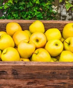 Brighter Blooms Golden Delicious Apple Tree