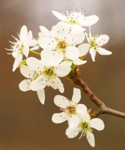 Brighter Blooms Golden Delicious Apple Tree